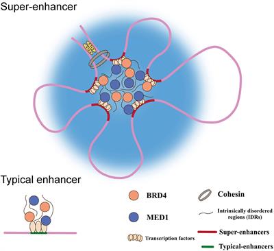 Super-enhancers in esophageal carcinoma: Transcriptional addictions and therapeutic strategies